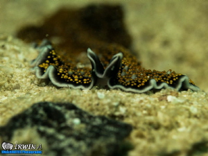 Flatworms
Redang, Malaysia. March 2013

Canon Powersho... by Irwin Ang 